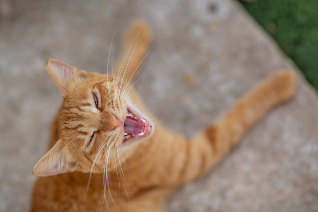 chat roux qui a la bouche ouverte car il a trop chaud
