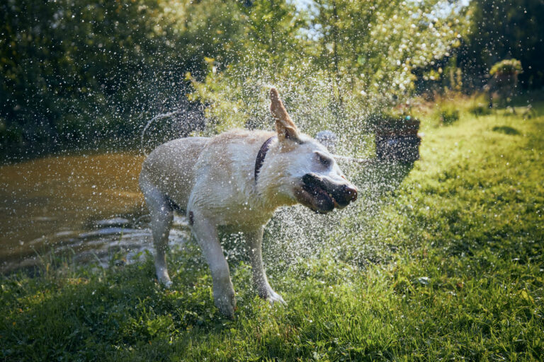Comment rafraîchir son chien ?