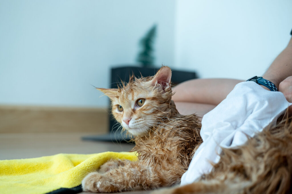 une personne mouille son chat avec un gant