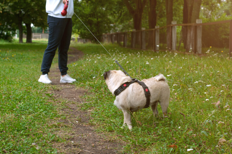 Mon chien fait demi-tour en promenade : pourquoi et que faire ?