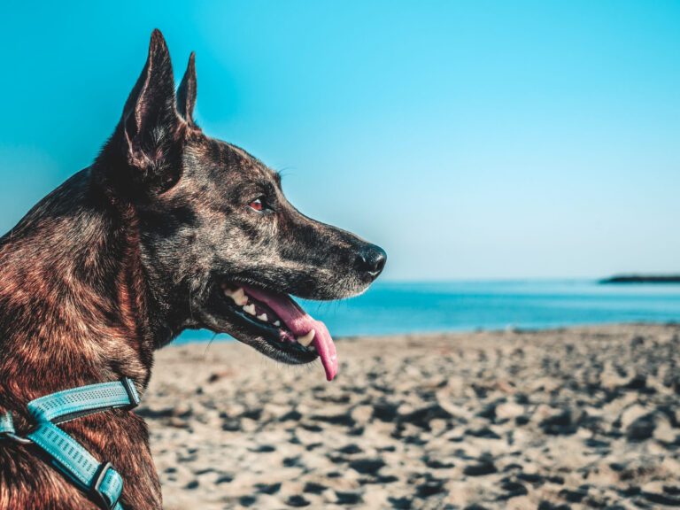 Canicule et chien : que faire pour protéger votre animal ?
