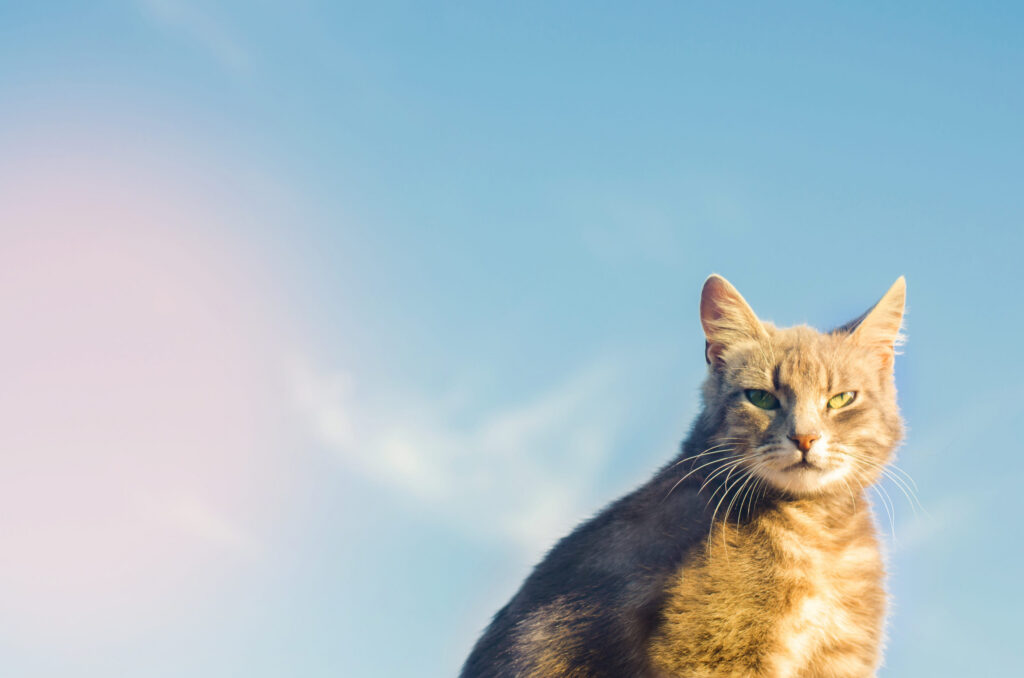 Canicule et chat : prévenir et agir rapidement