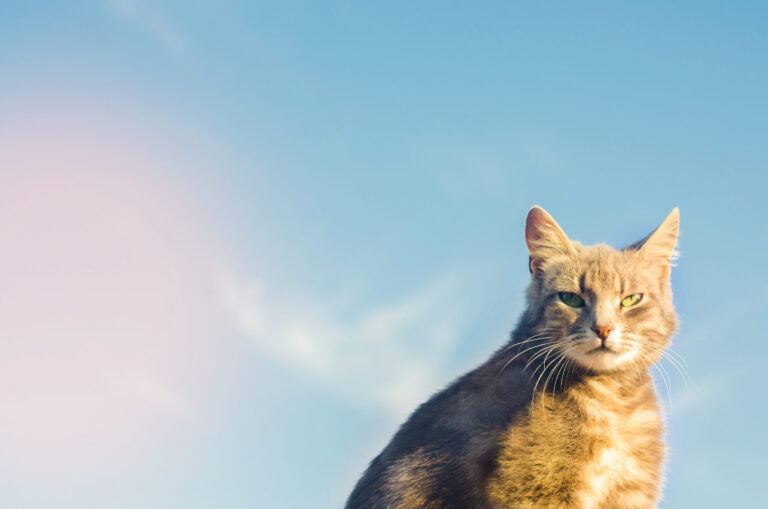 Canicule et chat : prévenir et agir rapidement