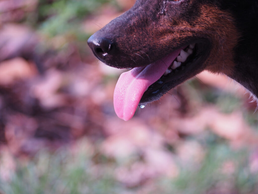 chien qui halete en gros plan