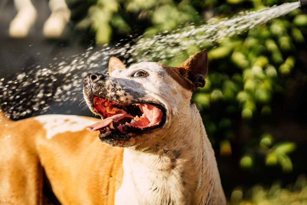 chien qui joue avec un jet d eau