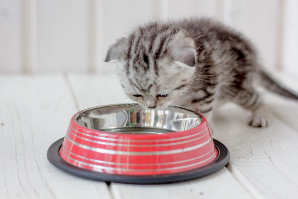 chaton tigre qui regarde l eau de sa gamelle rouge