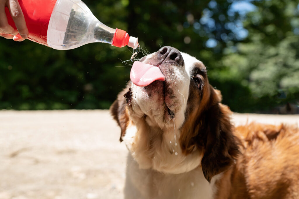 chien qui boit l eau d une bouteille qui lui est tendue