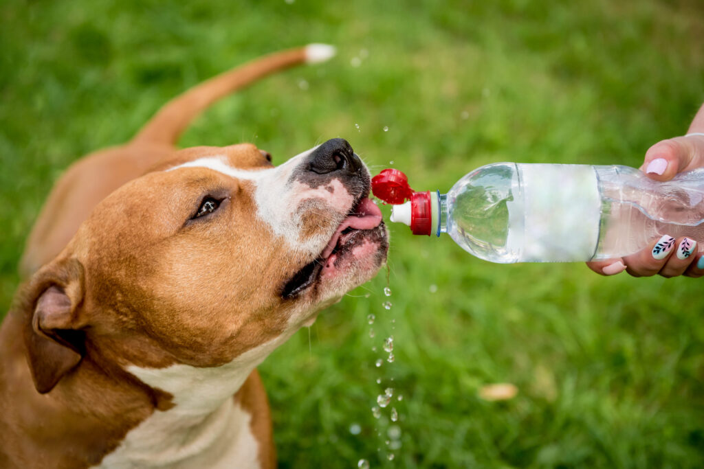 chien qui boit a la bouteille