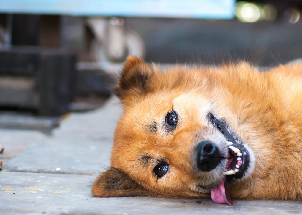 chien langue sortie couche sur le sol en gros plan