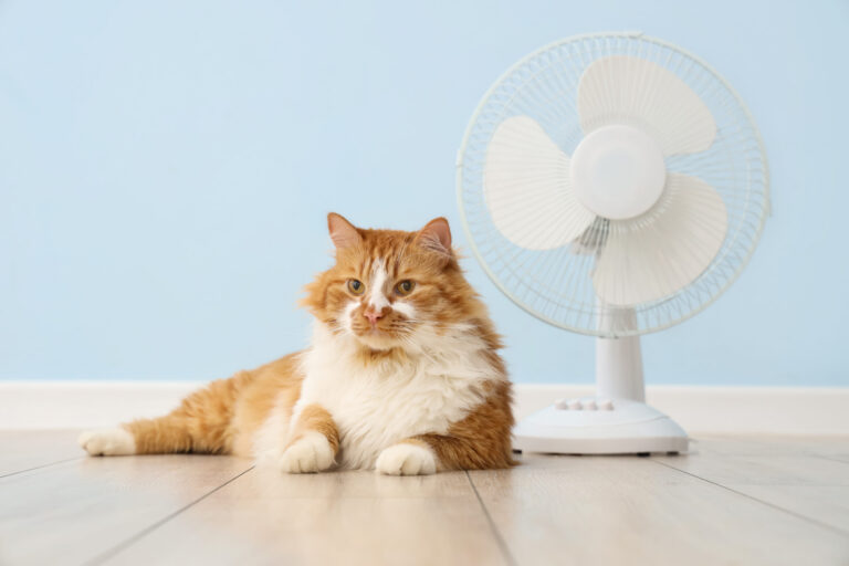 Comment rafraîchir un chat ?