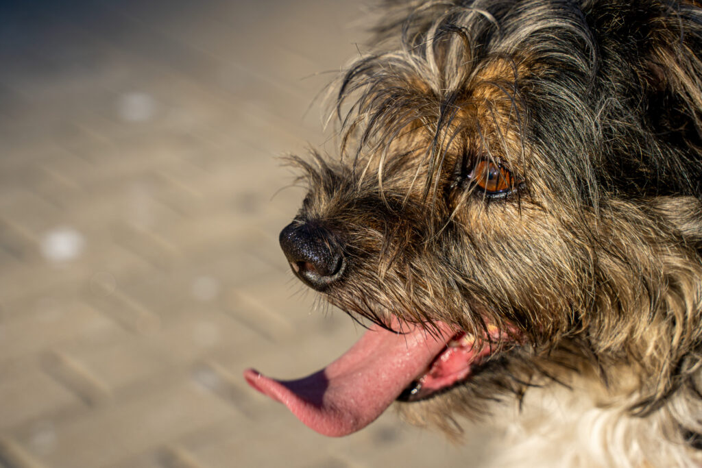 chien en gros plan qui sort la langue en haletant