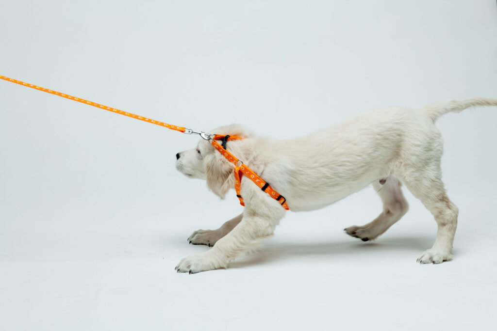 chiot qui refuse d avancer