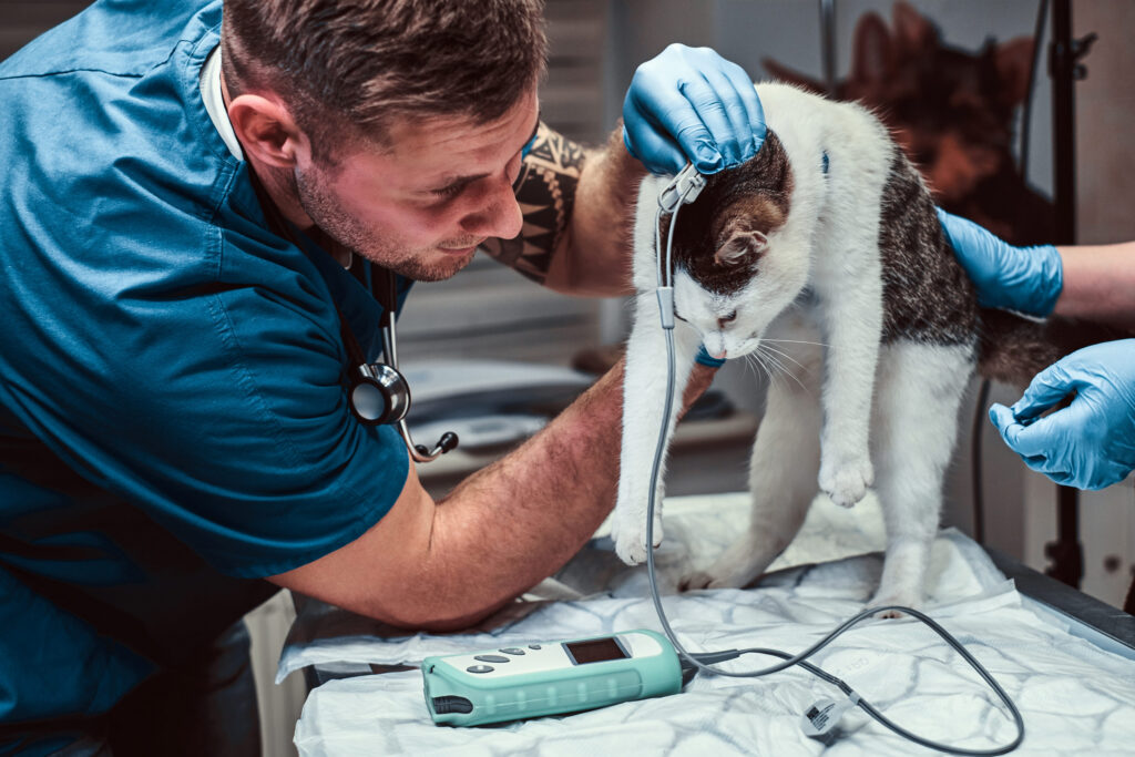 un veterinaire prend la tension artérielle d un chat