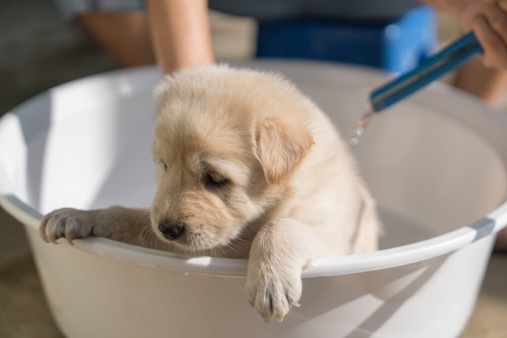 chiot golden retriever dans une bassine d eau