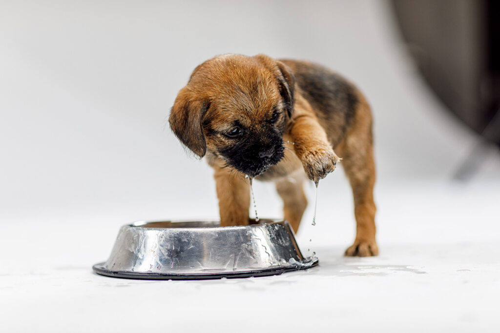 chiot qui met ses pattes dans sa gamelle d eau