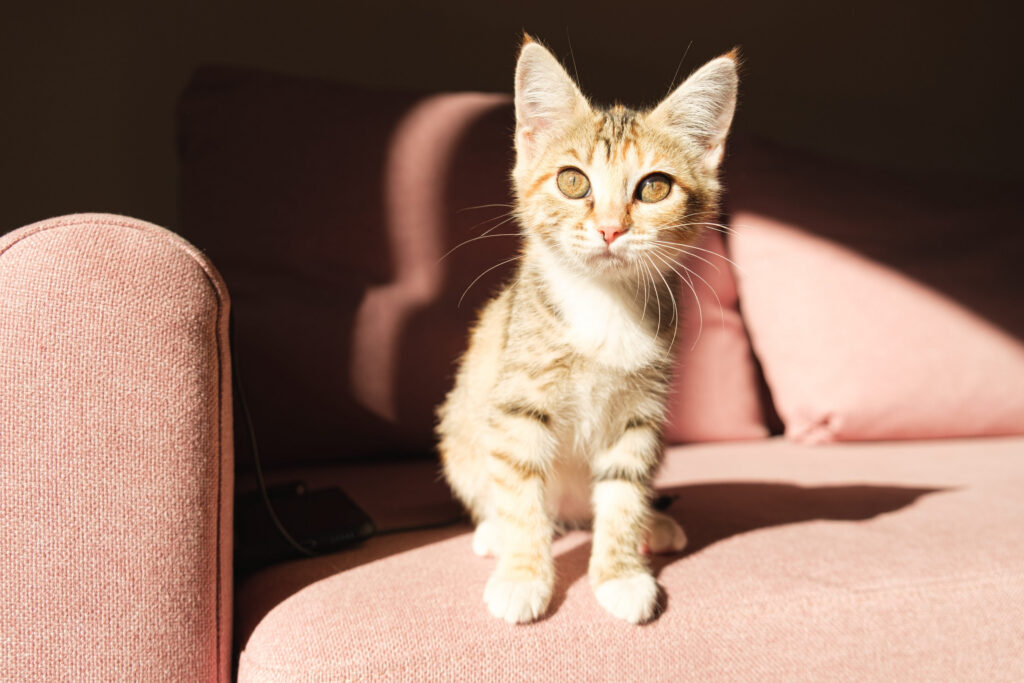 chaton sur un fauteuil au soleil