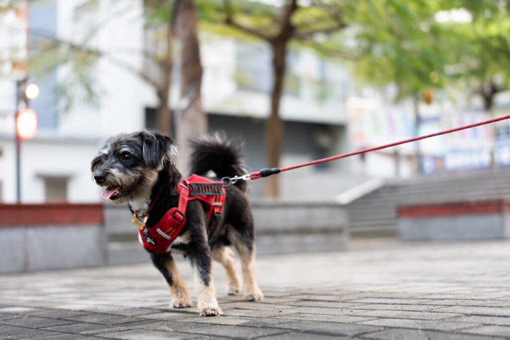 chien qui tire sur sa laisse pour aller renifler