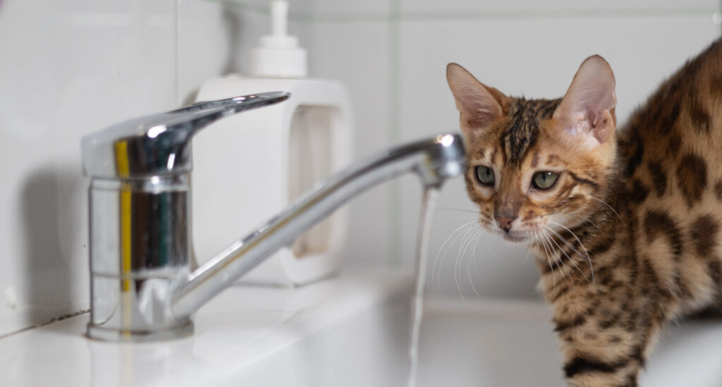 chaton bengal qui joue avec l eau du robinet