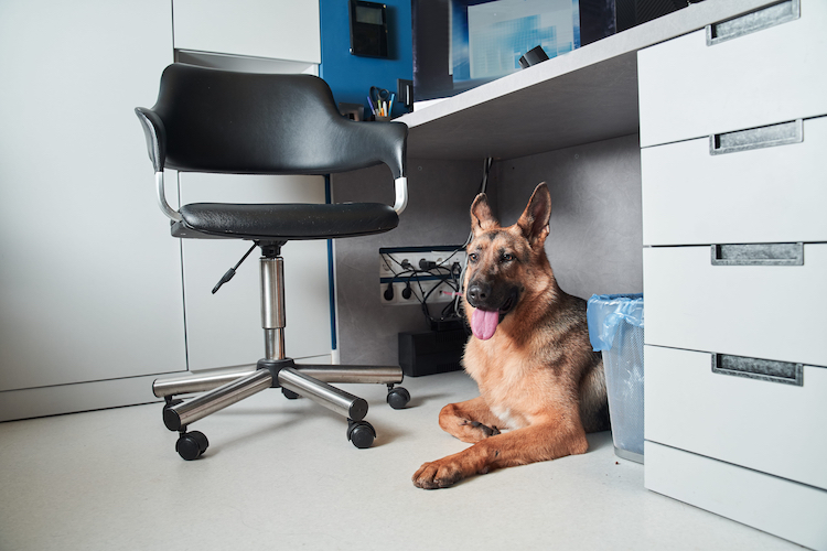 Former les salariés aux premiers secours canins : l’initiative inédite de Bulle Bleue