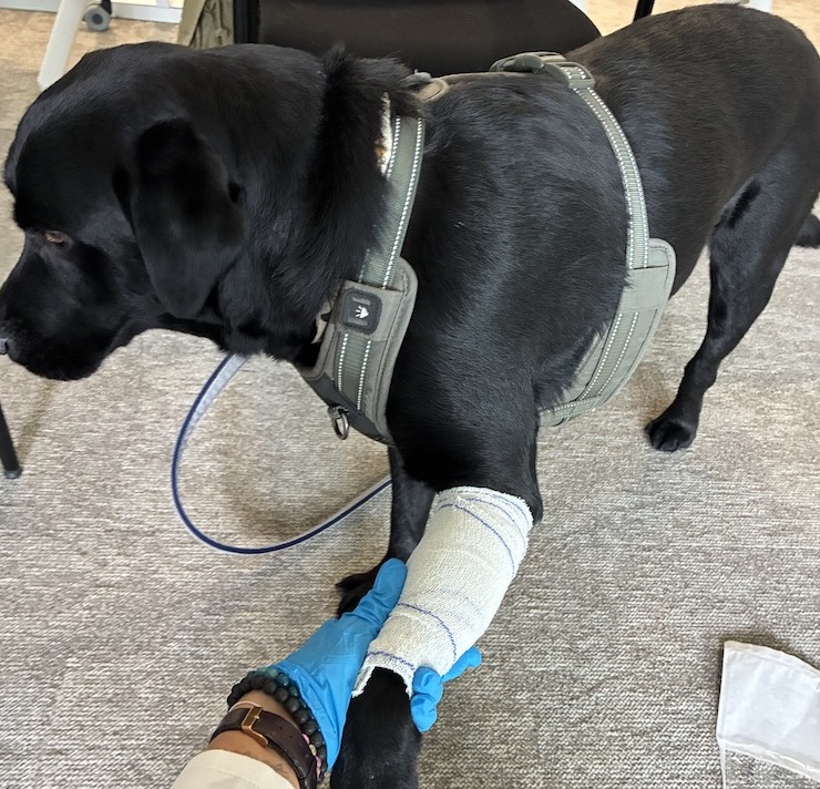 Former les salariés aux premiers secours canins : l’initiative inédite de Bulle Bleue
