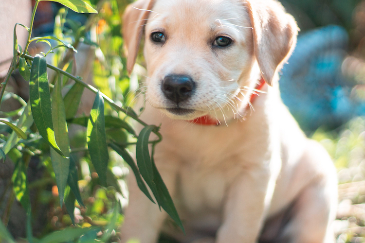 Le muguet présente un risque d&rsquo;intoxication pour votre chien