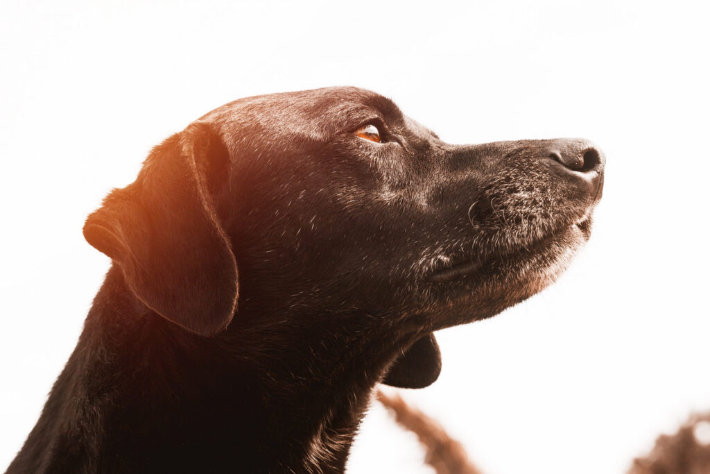 labrador chocolat