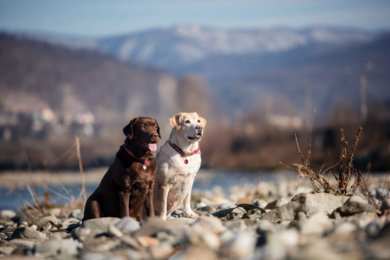 Déroulement de la saillie chez le chien