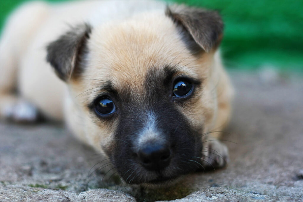 chiot croise