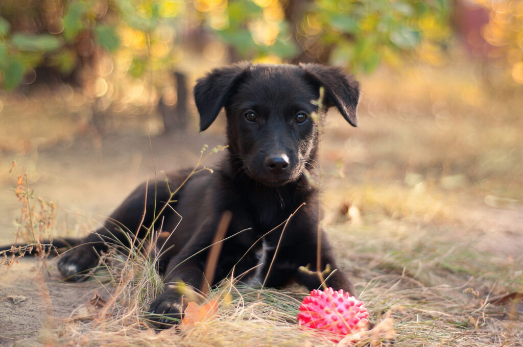 chiot noir balle