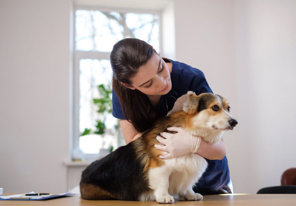 petit chien veterinaire