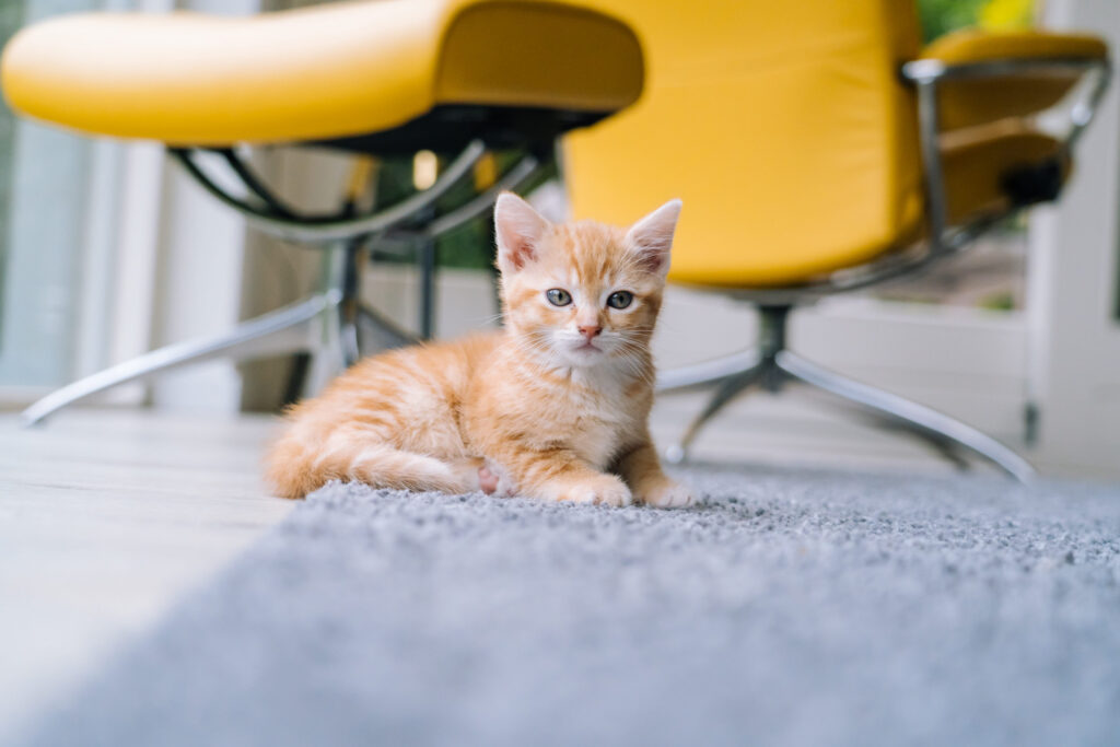 chaton roux