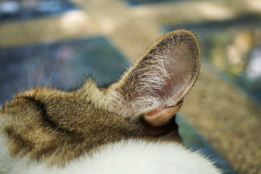 oreille chat