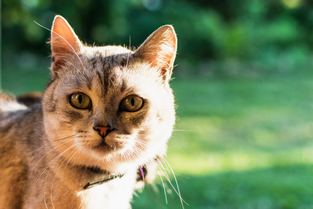 chat collier dehors
