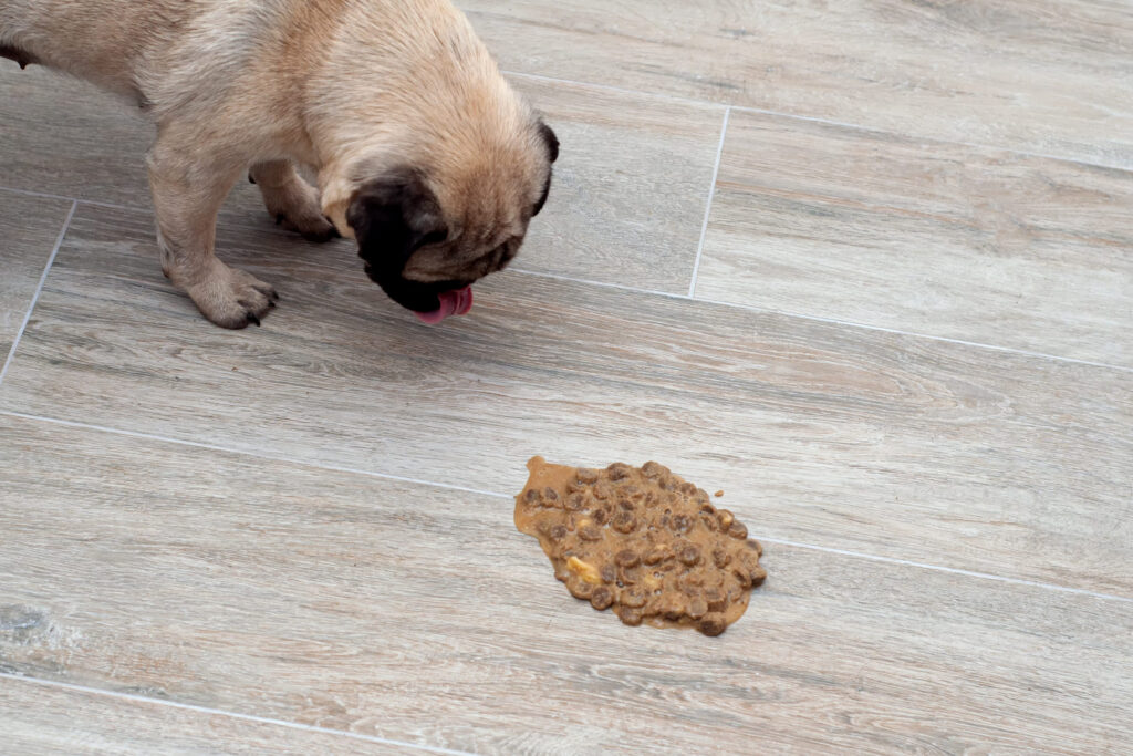 chien carlin vomit