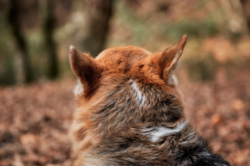 chien foret