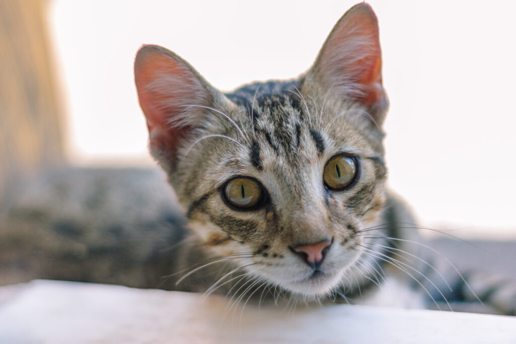 chat gris allonge