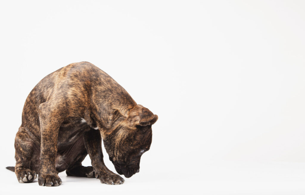 Reconnaître et soigner la gastrite chez le chien