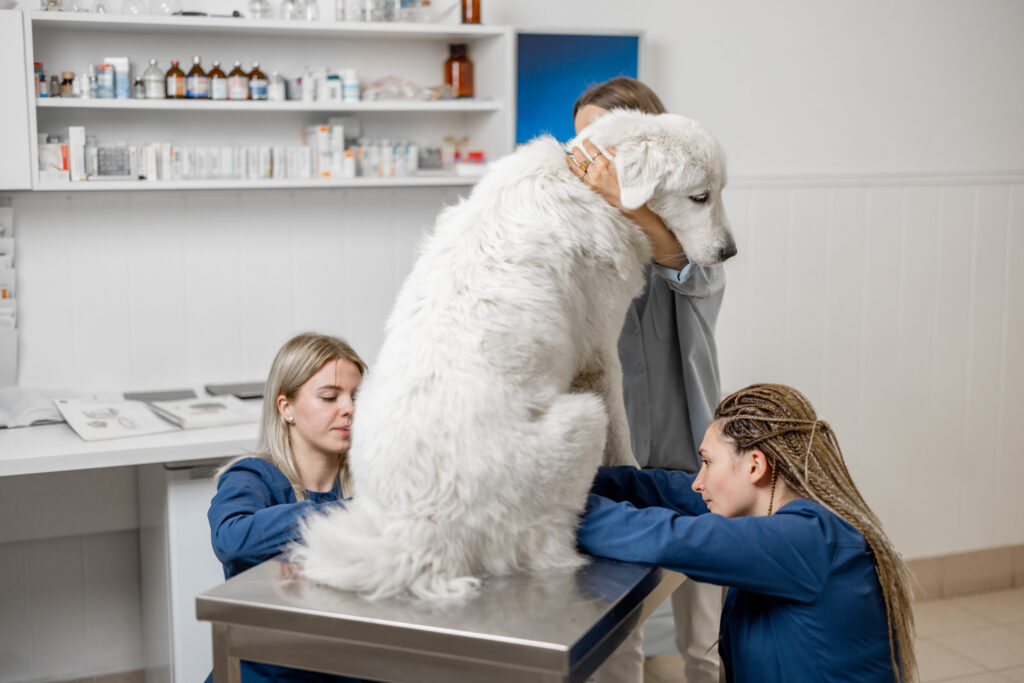 grand chien blanc veterinaire
