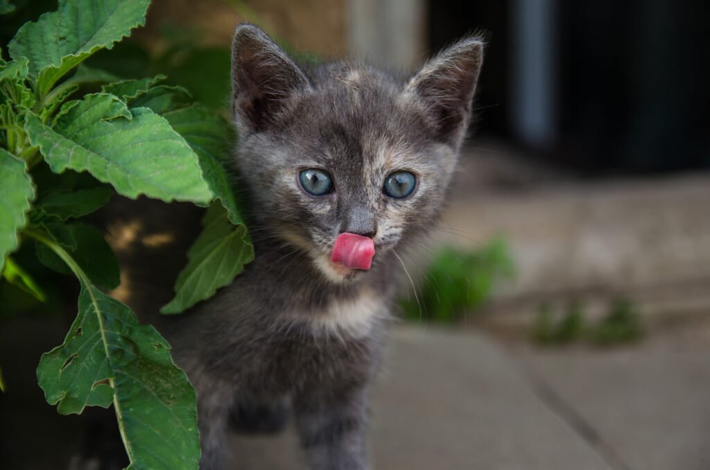 chaton langue dehors