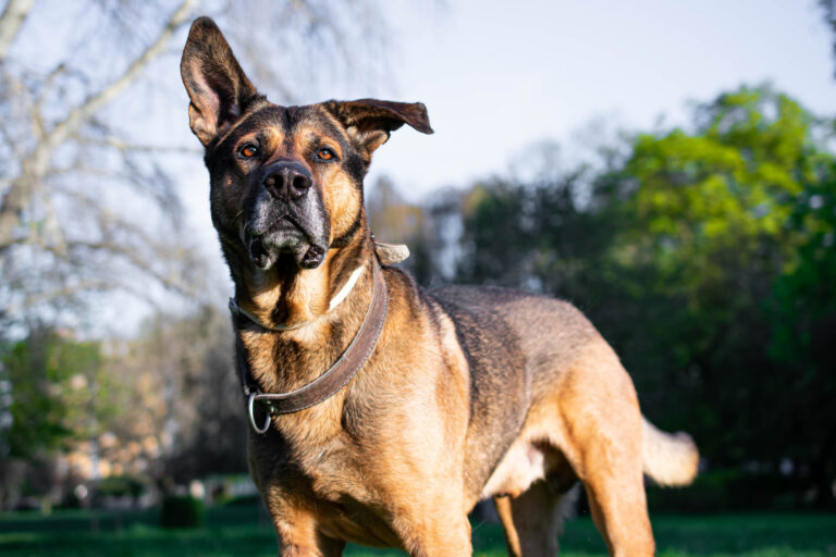 Soigner la balano posthite du chien