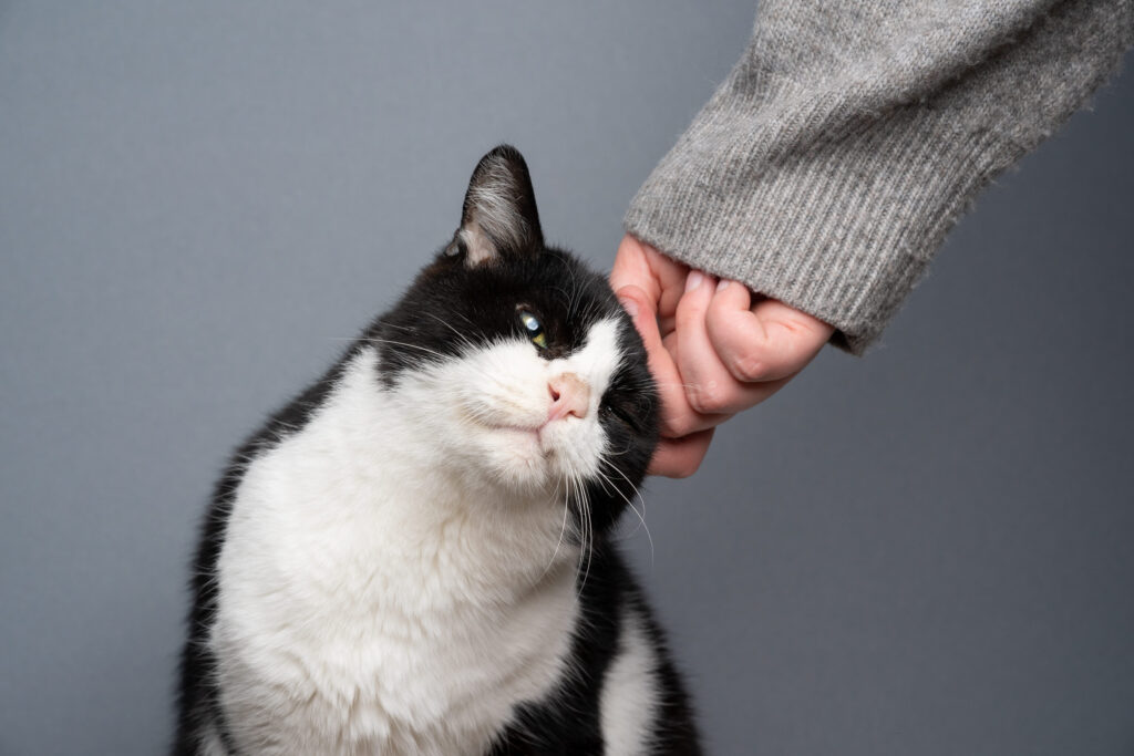 caresse humain chat