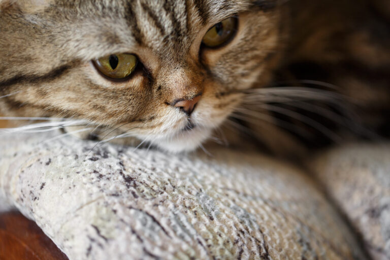 Gestion et traitement de la MICI chez le chat