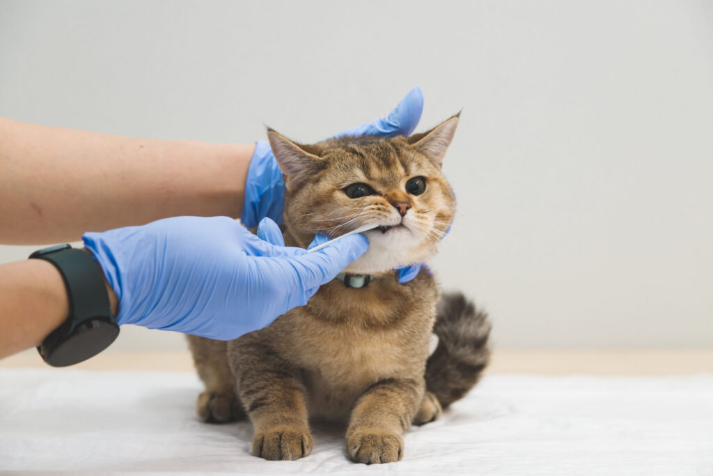examen bouche chat veterinaire