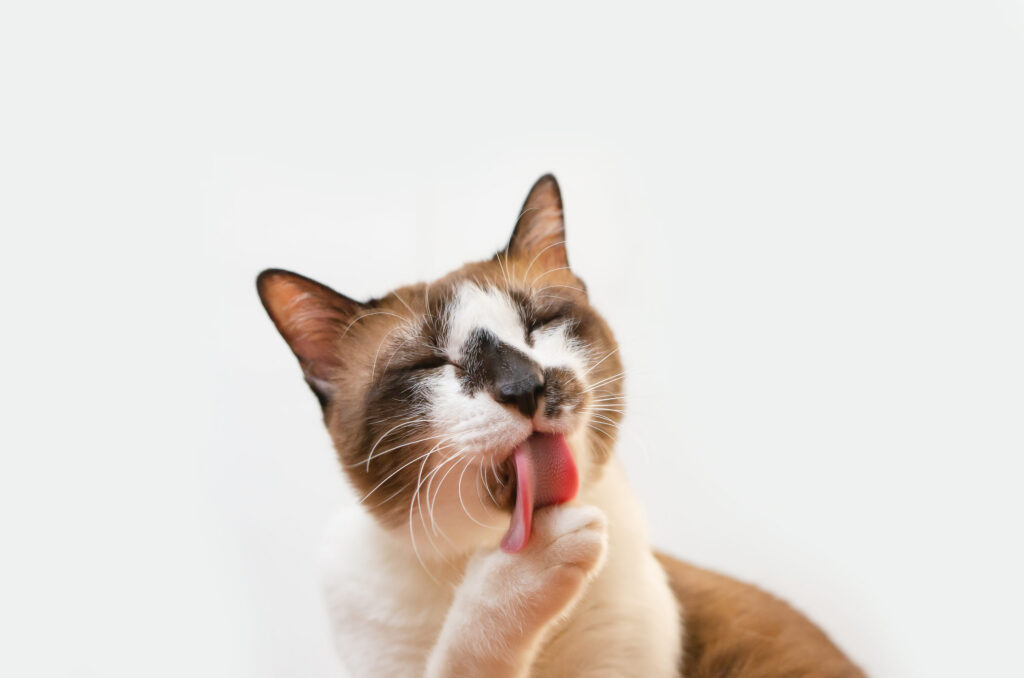 chat se toilette