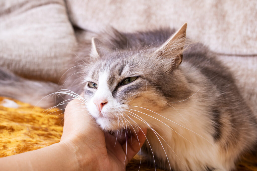 chat caresse