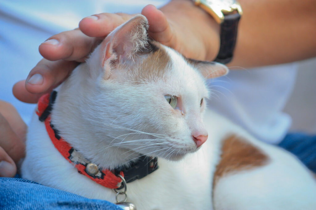 Solutions en cas d&rsquo;allergies au chat