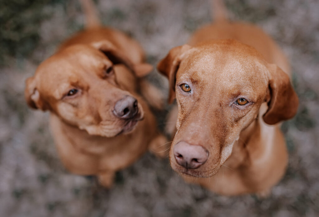 couple de chiens marrons