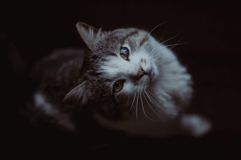 Pronostic des tumeurs mammaires chez le chat
