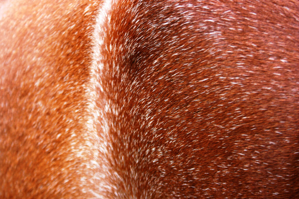 pelage du chien