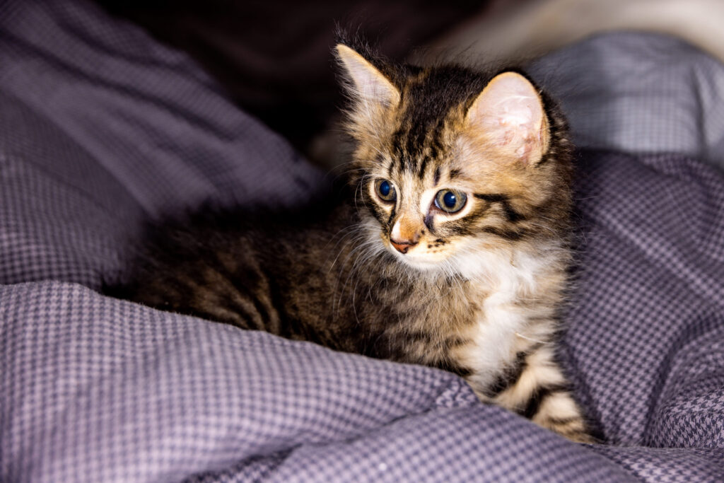 Traiter l&rsquo;ataxie chez le chat